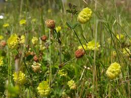 Image result for Trifolium campestre