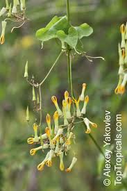 Image result for Riocreuxia torulosa