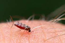 Midges in scotland can be a real problem. Midges In Schottland Wann Wo Was Hilft Fernweh Motive
