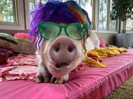 Esther the Wonder Pig