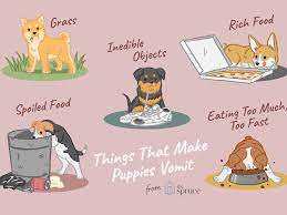 What To Do If Your Puppy Is Vomiting