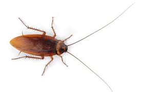 Maybe you would like to learn more about one of these? Comment Exterminer Les Cafards Traiter Les Causes D Infestation