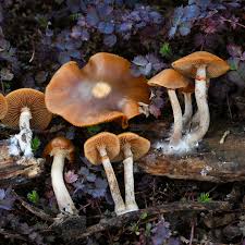 Image result for Ozoroa marginata