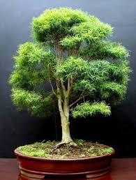 Desde que comecei a me dedicar à arte do bonsai em 1990, a eugenia sprengelli sempre foi uma das espécies que eu. Abc Do Bonsai Eugenia Sprengelii Paulo Netto Brasil Facebook