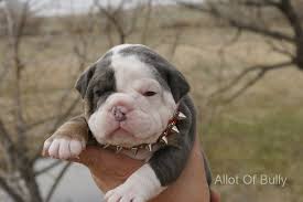 Merle bulldog in dogs & puppies for sale. Puppy For Saleallot Of Bully