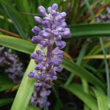 Image result for Lily Turf