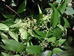 Image result for Secamone filiformis