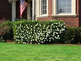 Frost Proof Gardenia Shrub Gardenia Shrub Planting Flowers Thuja Green Giant