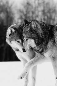 One Ring To Rule Them All One Ring To Find Them One Ring To Bring Them All And In The Darkness Bind Them In The Land Of Wolf Spirit Animal Wolf