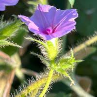 Image result for Ipomoea dichroa