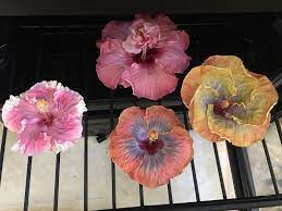 Preserving Hibiscus Flowers In The Wine Fridge For Longer Life Hibiscus Hibiscus Flowers All Flowers