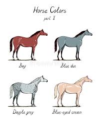 Horse Color Chart Set Equine Coat Colors With Text Types