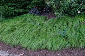 Image result for Carex cognata