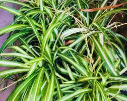 Image result for Chlorophytum stolzii