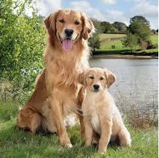 Image result for zlatý retrívr