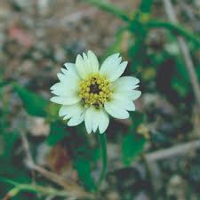 Image result for Tridax