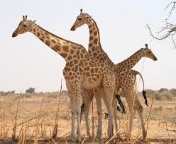 A Journey With Giraffes Giraffe Ausgestopftes Tier Baby Giraffen