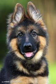 German Shepherd Strong And Loyal Dogs German Shepherd Dogs Shepherd Dog