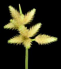 Image result for Cyperaceae