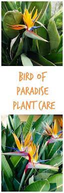Bird Of Paradise Plant Care Birds Of Paradise Plant Paradise Plant Plant Care