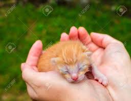 Plus, check out the other top options that owners are calling their pandemic pets. Newborn Baby Kitten In Girl S Hand New Born Baby Cat Red Kitty Stock Photo Picture And Royalty Free Image Image 72780119