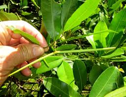 Image result for Secamone