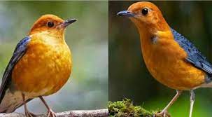 Cara Membedakan Burung Anis Merah Jantan Dan Betina 100 Akurat