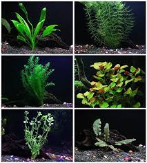 25 Stems 6 Species Live Aquarium Plants Package Anacharis Amazon And More Live Aquarium Plants Planted Aquarium Aquatic Plants