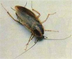 Generally, the oklahoma pest control industry has a professional reputation. A B Eco Safe Pest Control 410 E 60th Ave Stillwater Ok Phone Number