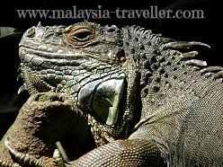 We have transitioned to a timed ticketing system to limit the number of guests inside the zoo at any given time. Melaka Zoo Night Safari Ayer Keroh Melaka