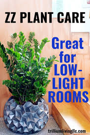 Zz Plant Care Great For Low Light Rooms In 2020 Plant Care Plants Zz Plant Care