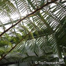 Image result for Cyphia erecta