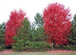 Autumn Blaze Maple Master Gardener Program