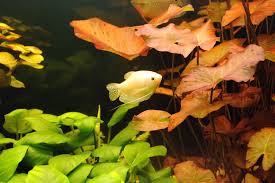 Image result for Nymphaea maculata