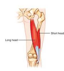 Position the client in prone lying with the knee in slight flexion 2. Biceps Femoris Muscle Details Mobile Physiotherapy Clinic