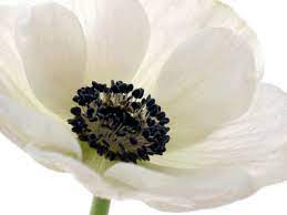White Poppies Google Search White Poppy Flower White Poppy Black And White Flowers