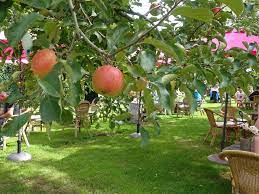 The kwakel is a village in the municipality of uithoorn, north holland, the netherlands, near the border with south holland. Theetuin De Kwakel Appel Wanda Wandelt