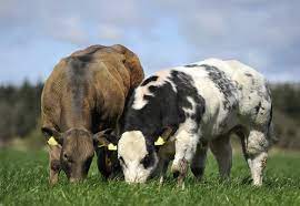 Belgian blues can experience some other health problems, too. Belgian Blue Cattle International Series