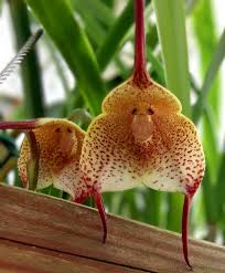 Monkey orchid (Orchis simia ...