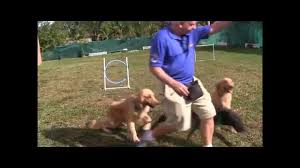 Dog Training Hand Signals In Obedience Training
