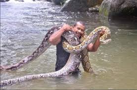 Pagi ni abe terima panggilan dari penternak itik telur selalu mengadu itik dia hilang kemungkinan di makan ular sawa. Lelaki Bawa Ular Sawa Mandi Sungai Ditegur Orang Risikokan Keselamatan Tapi Respon Dia Cukup Padu