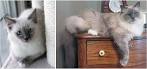7 Best Blue point ragdoll cats images | Cats, Blue point ...
