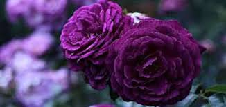 Maybe you would like to learn more about one of these? ØªÙØ³ÙŠØ± Ø±Ø¤ÙŠØ© Ø²Ù‡ÙˆØ± Ø§Ù„Ø¨Ù†ÙØ³Ø¬ ÙÙŠ Ø§Ù„Ù…Ù†Ø§Ù… Ù„Ù„Ø¥Ù…Ø§Ù… Ø§Ù„ØµØ§Ø¯Ù‚ Ù…Ù‚Ø§Ù„