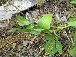 Image result for Xerophyta scabrida