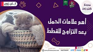 تعرف على أهم علامات النجاح في تزاوج القطط - أكبر متجر لبيع و شراء القطط  اونلاين - متجر كتن زون