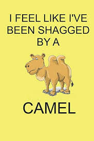 We're founders, trainers & practitioners of the camel connection trust based. I Feel Like I Ve Been Shagged By A Camel A Funny Gift Journal Notebook A Message For You Notebooks Make Great Gifts Caesar Janus 9781659097764 Amazon Com Books