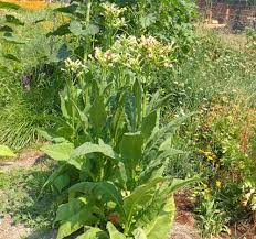 Image result for Nicotiana tabacum