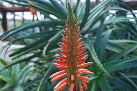 Image result for Aloe arborescens