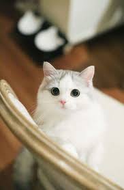 Pin Oleh Linh PhÆ°Æ¡ng Di Kitty Anak Kucing Menggemaskan Foto Kucing Lucu Kucing Bayi