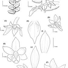 Image result for Tridactyle eggelingii